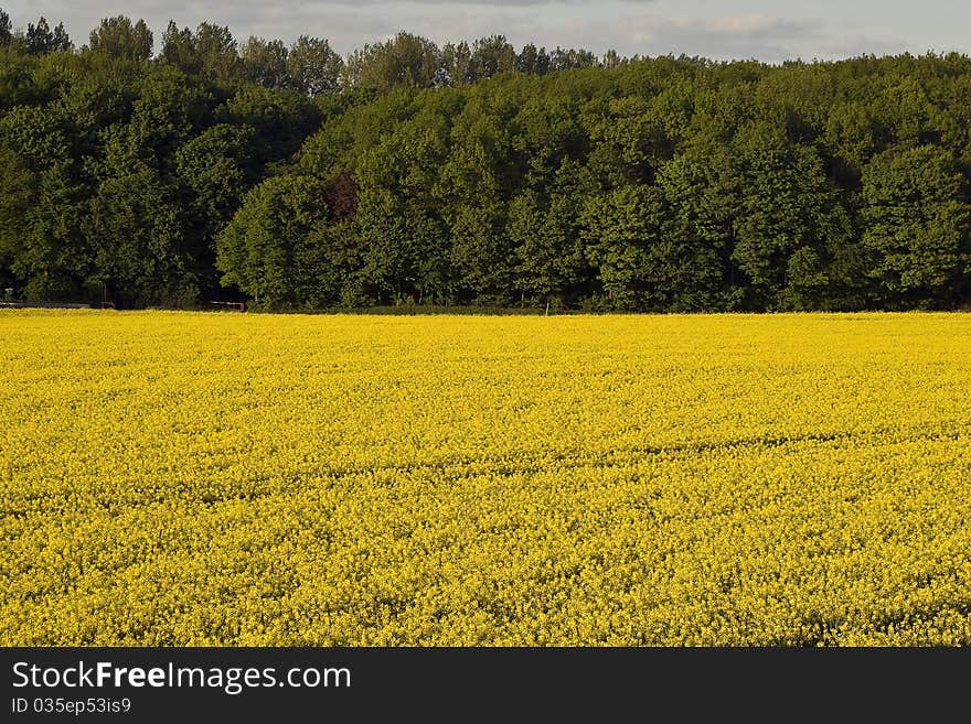 Rapeseed field in the evening sun. Rapeseed field in the evening sun