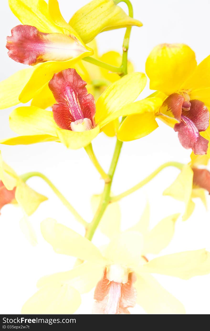 The orchids flower on white background