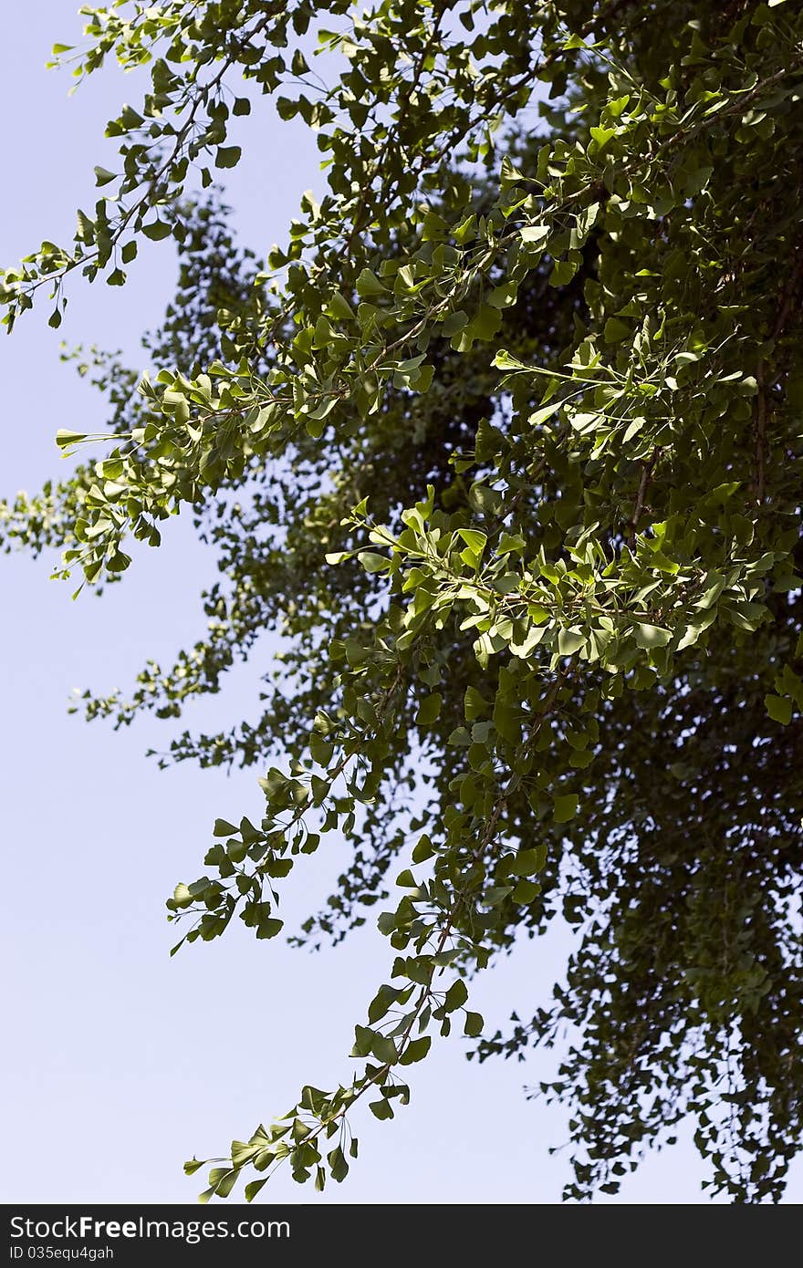 Ginkgo tree on blue sky. Ginkgo tree on blue sky