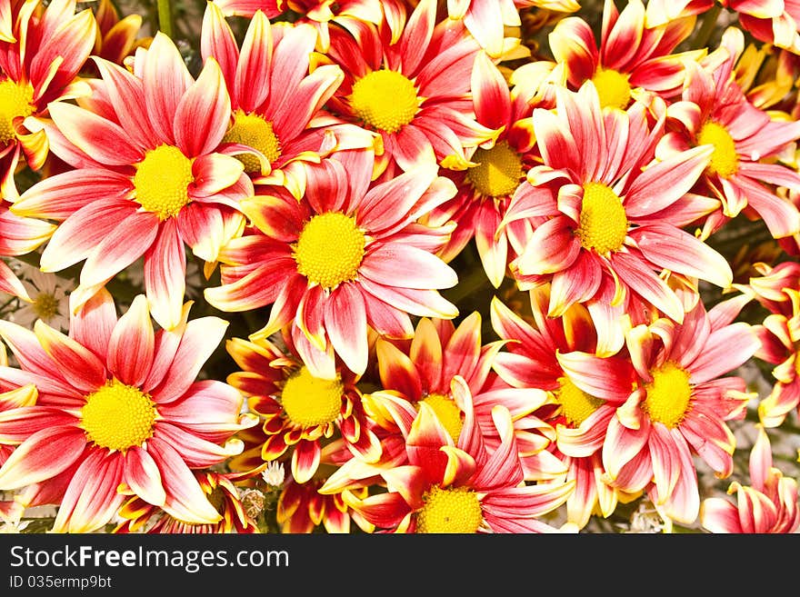 A group of chrysanthemum flower