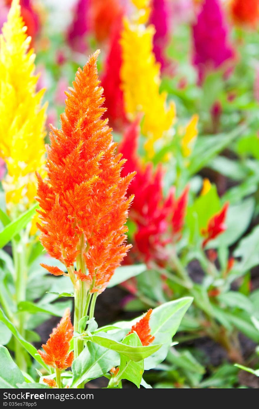 Cockscomb Flower