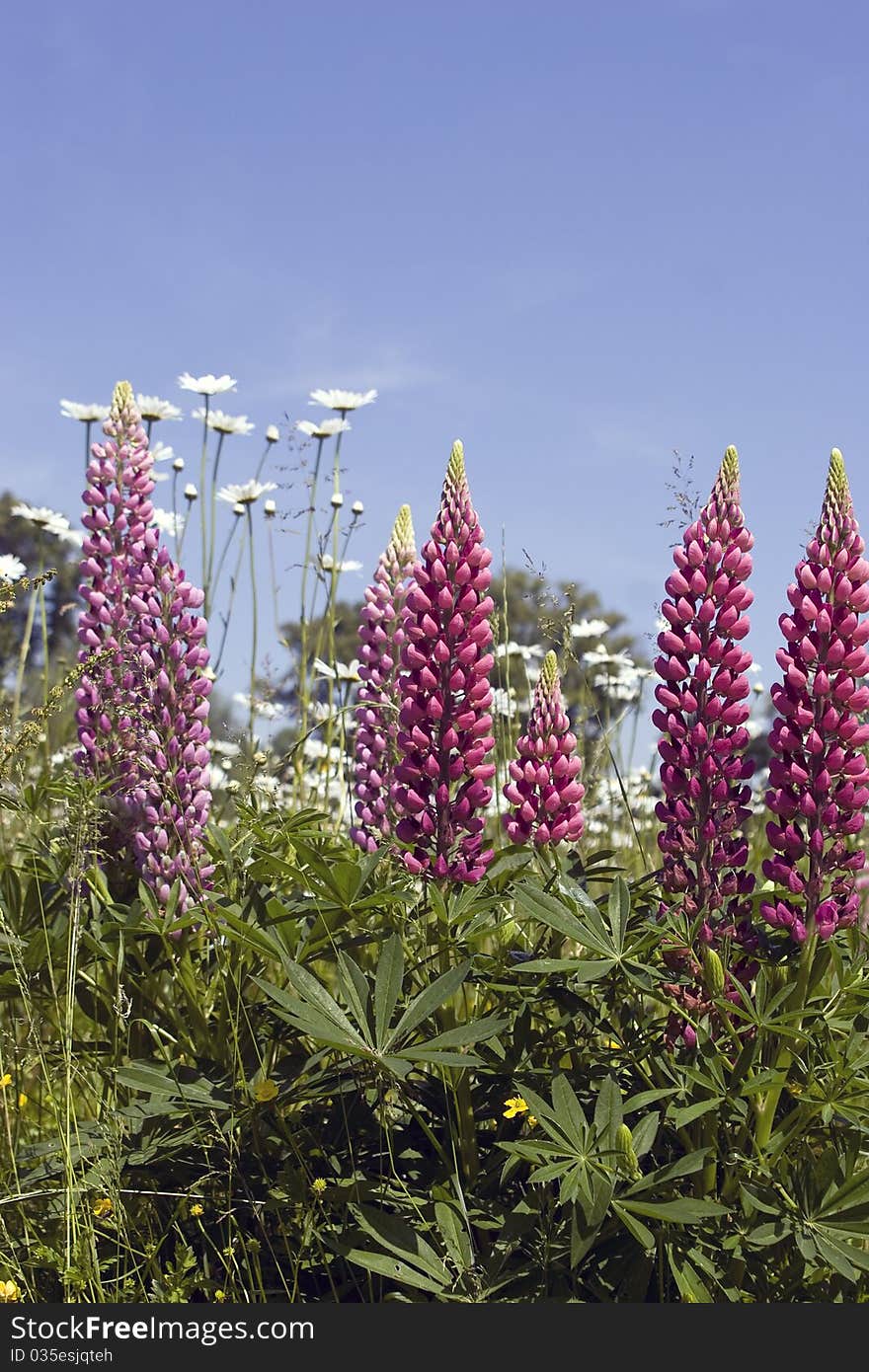 Beautiful lupines on a lush meadow. Beautiful lupines on a lush meadow