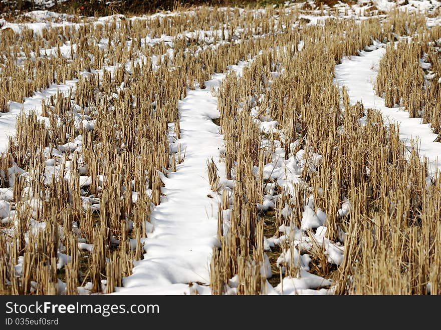 Field with short straw a thin layer of snow. Field with short straw a thin layer of snow.