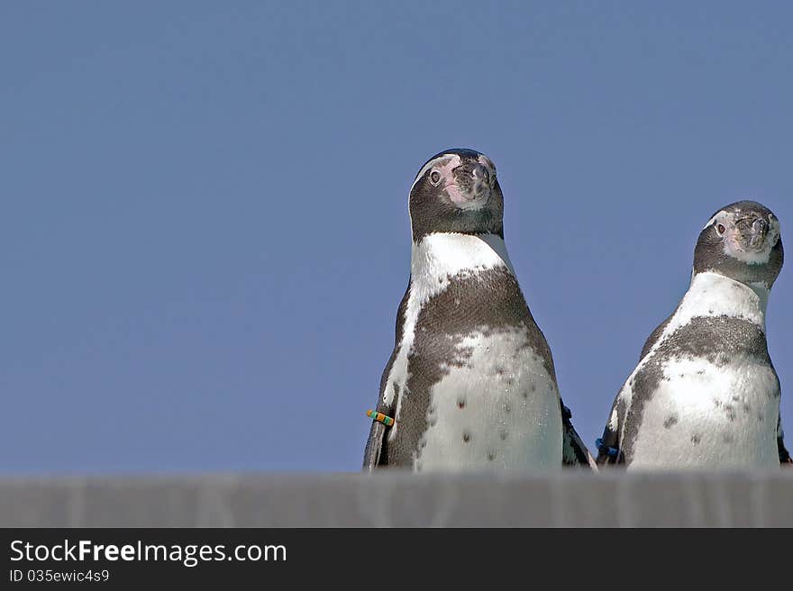 Two penguins look curiously into the distance. Two penguins look curiously into the distance