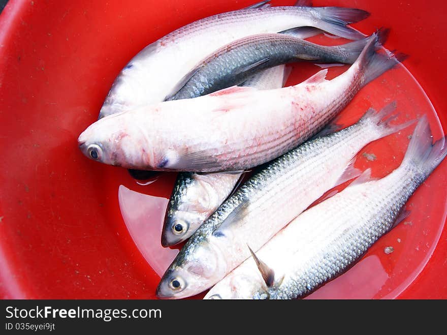 Marine fish, marine fish from the sea salvage back, very fresh; now lying in the market, waiting for people to purchase. Fish, is that people particularly like to eat marine life.