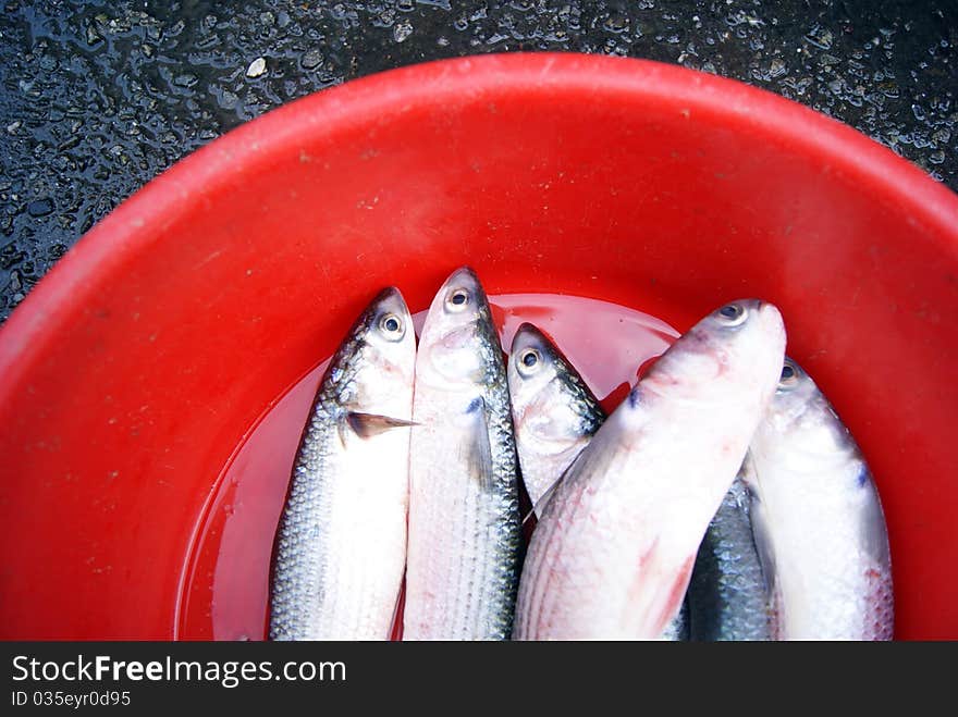 Marine fish, marine fish from the sea salvage back, very fresh; now lying in the market, waiting for people to purchase. Fish, is that people particularly like to eat marine life.