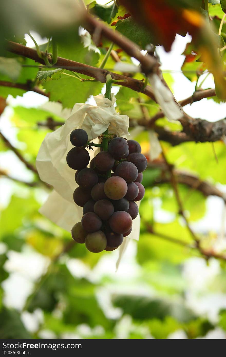 A string of ripe grape on the tree