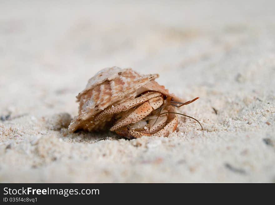 Walking Crab