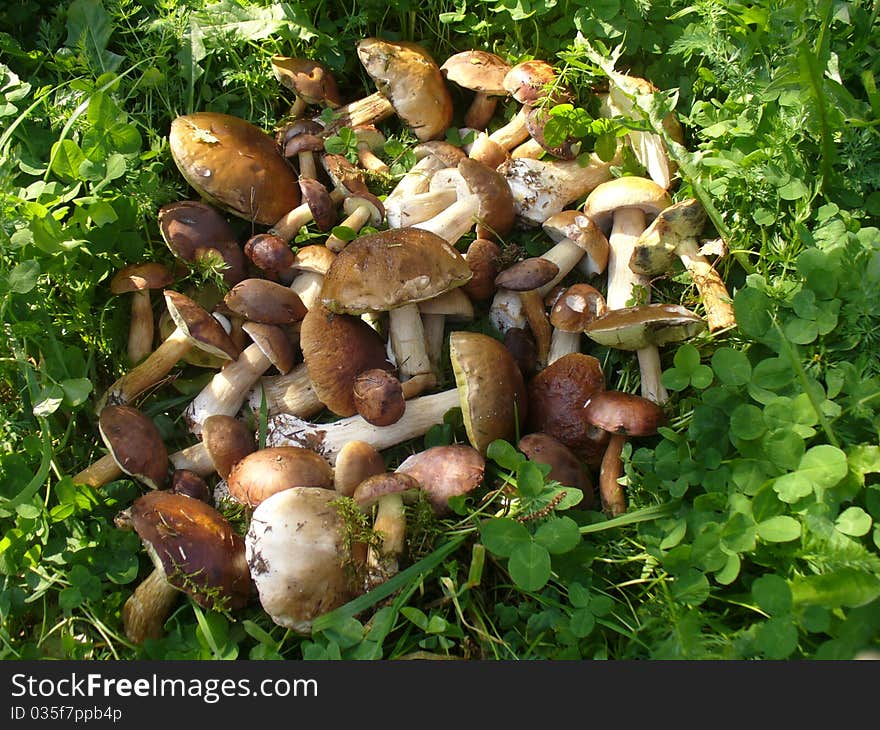 Forest Mushrooms