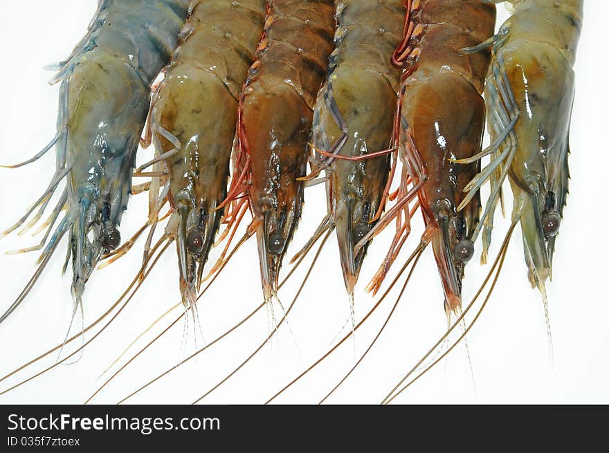 Closeup Of Fresh Tiger Prawns Arranged On White background