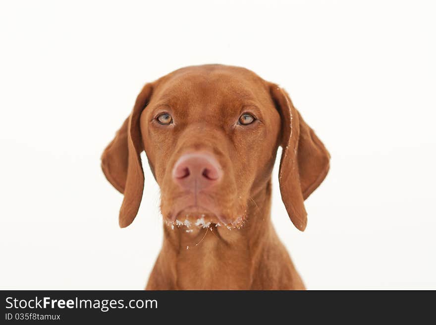 A vizsla dog in winter with some snow on it's chin. White background. A vizsla dog in winter with some snow on it's chin. White background.