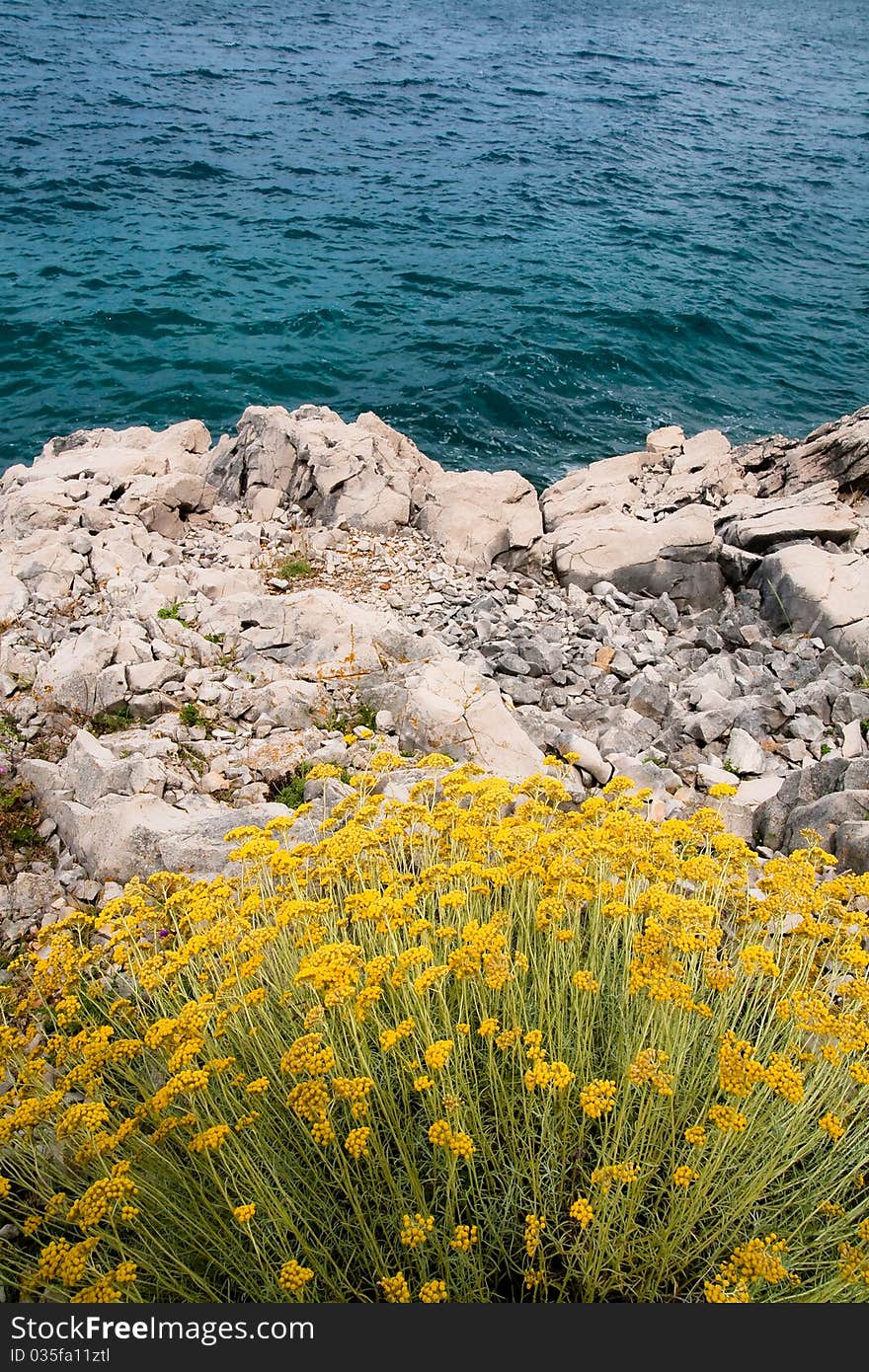 Strawflower in spring on Rab island, Croatia