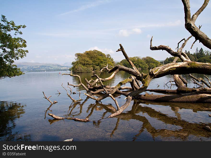 A fallen tree , resting in lake windemere. A fallen tree , resting in lake windemere