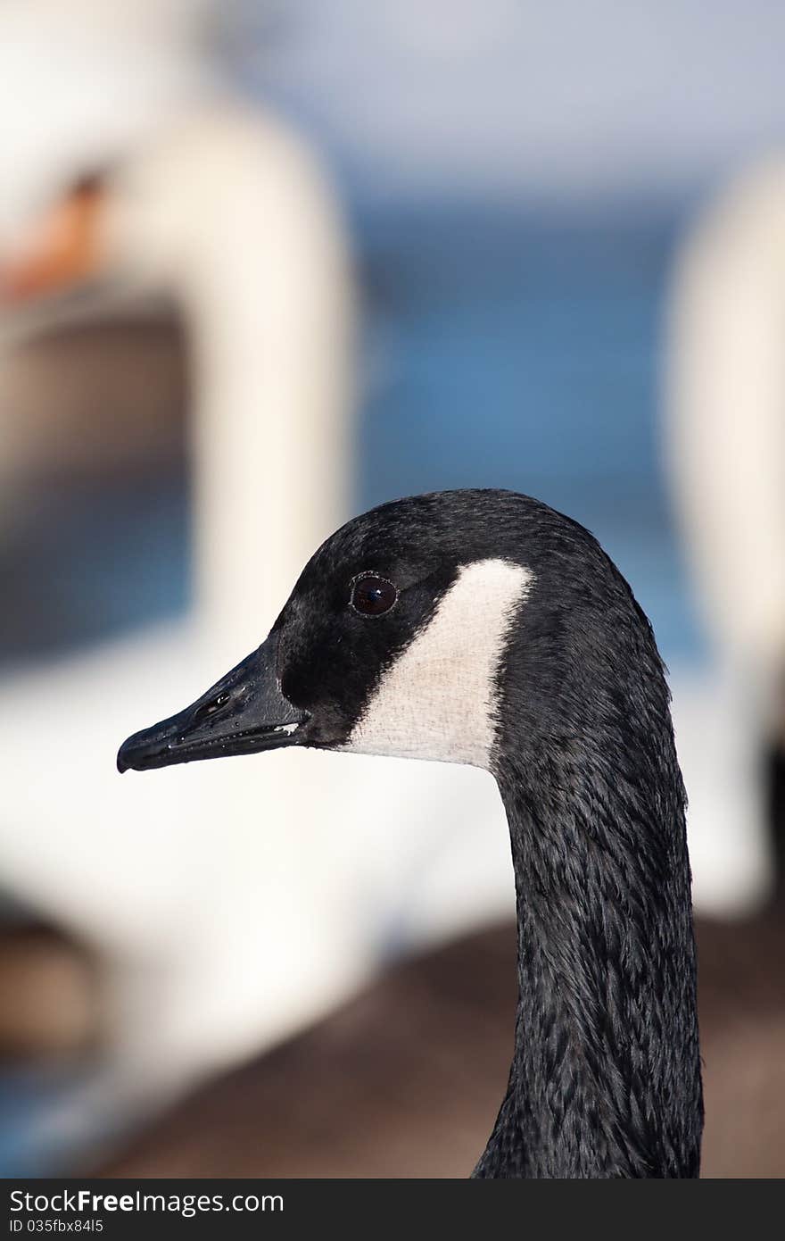 A canadian goose , closeup shot