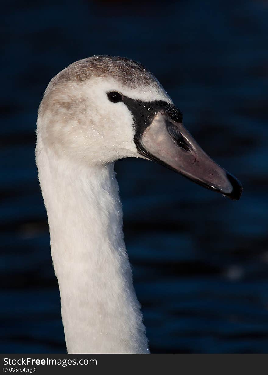 A Large Goose