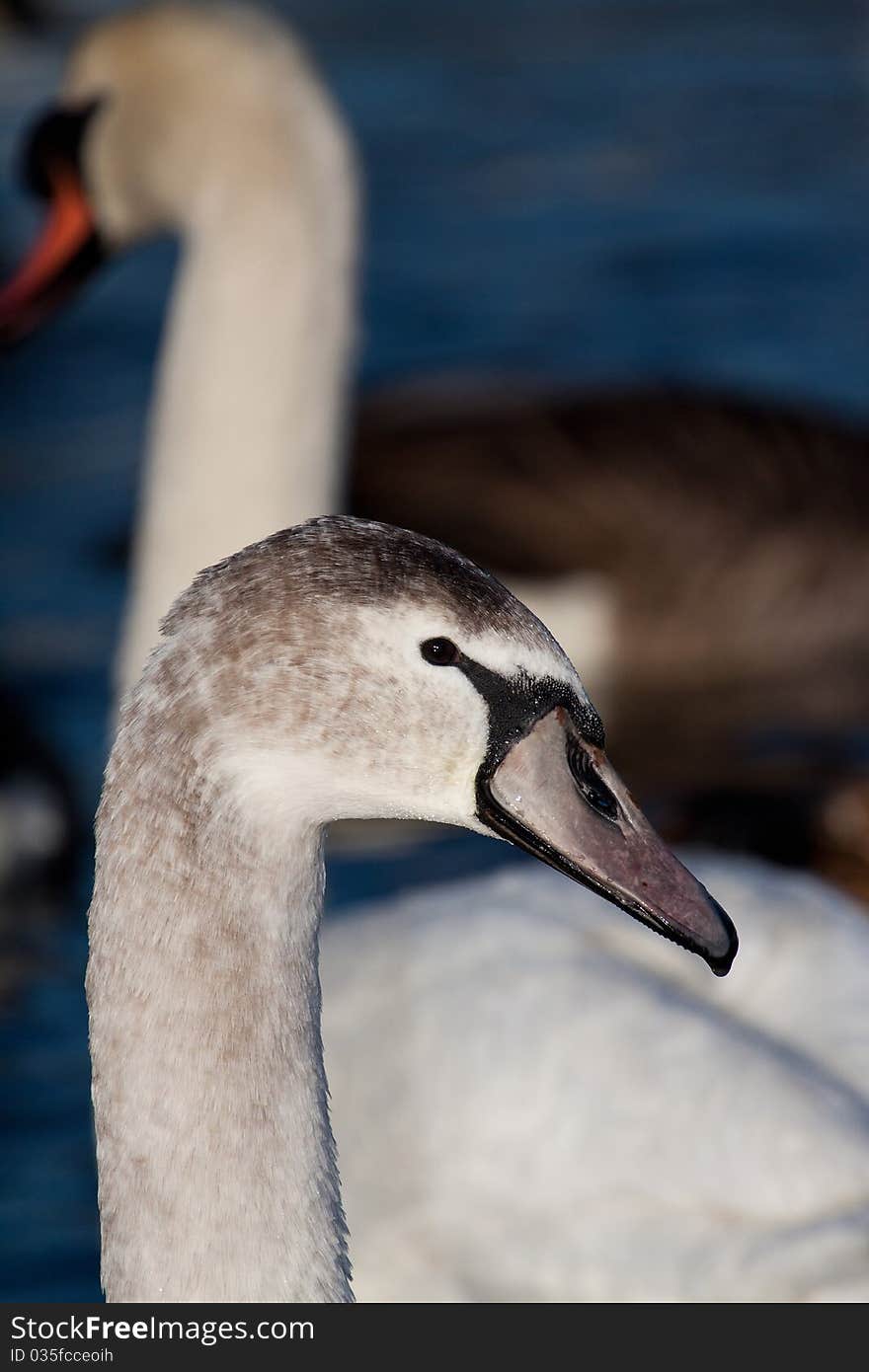 Cygnet