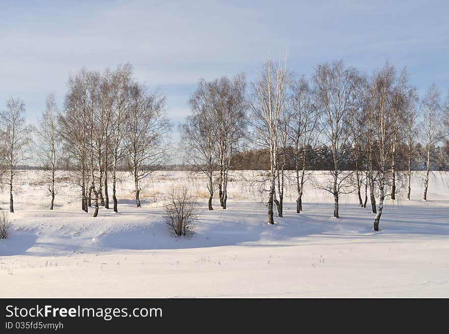 Birch grove in winter time