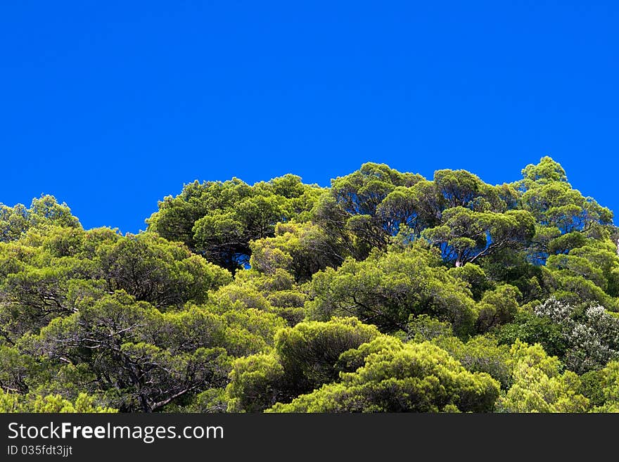 Pine tree tops on clear blue sky