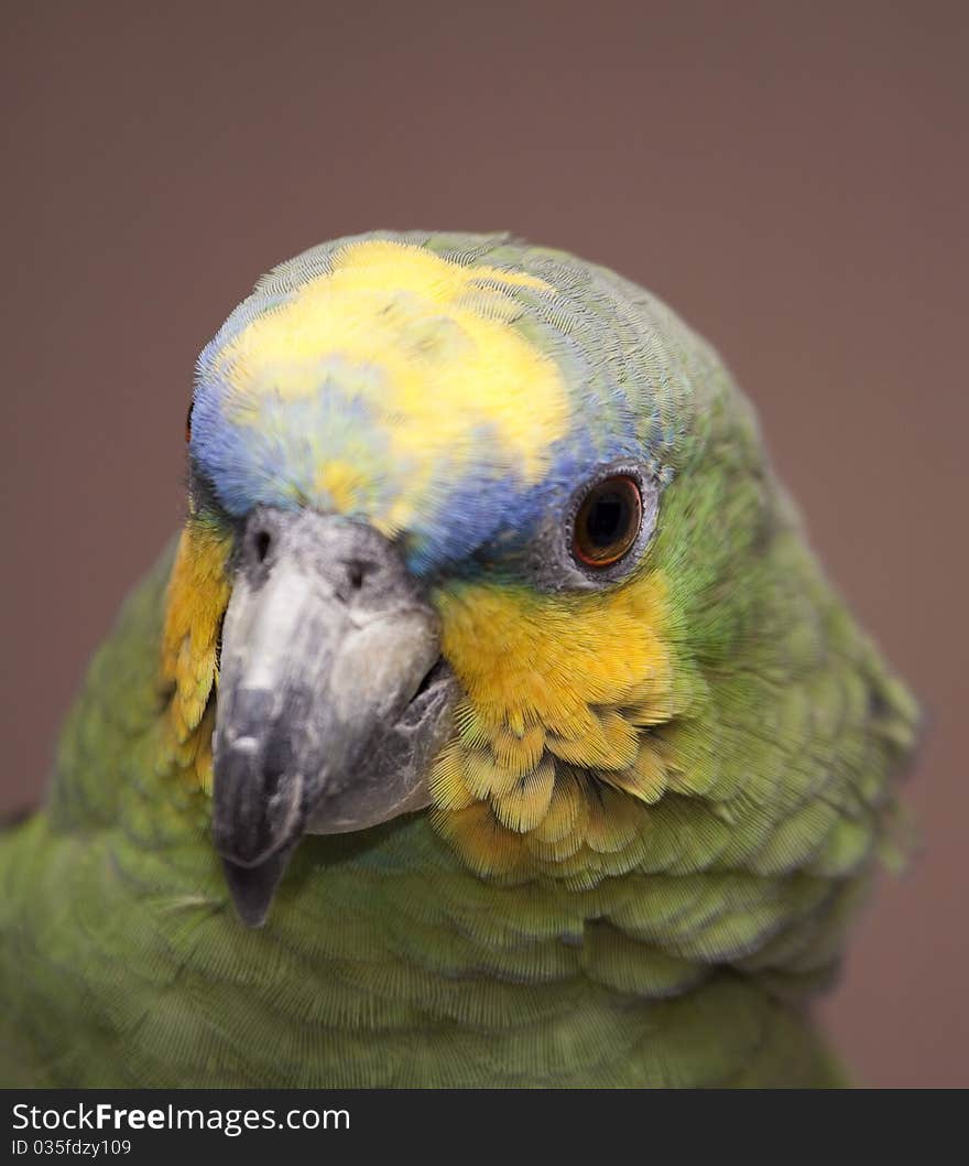 A orange winged amazon parrot