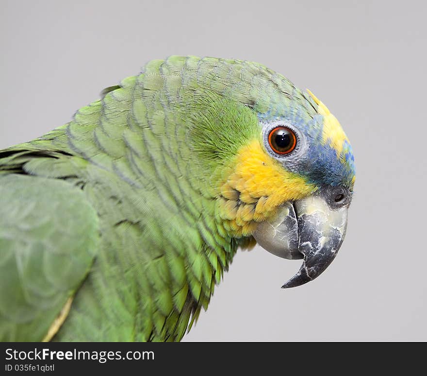 Our pet molly , a orange winged amazon parrot