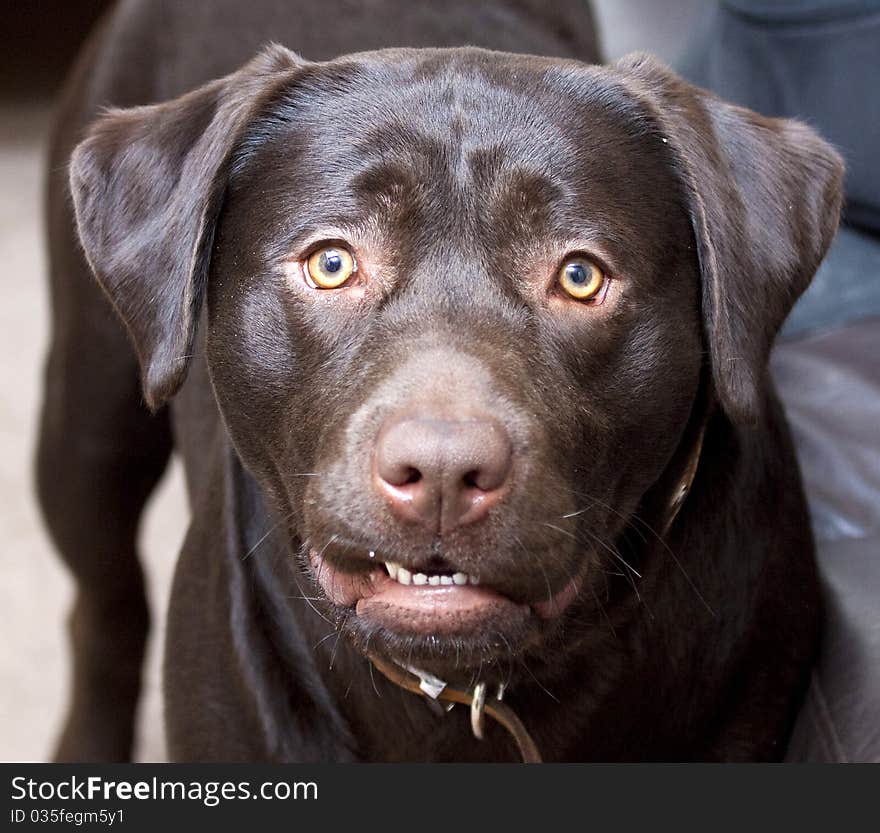 Male chocolate labrador called alfie , he is 1 year old