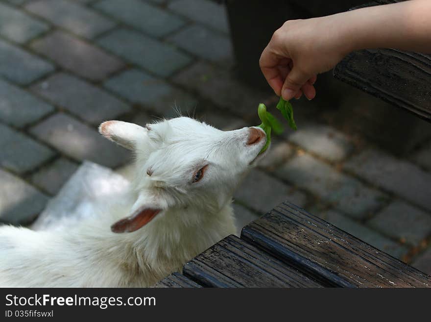 Feeding a little sheep with leaves. Feeding a little sheep with leaves