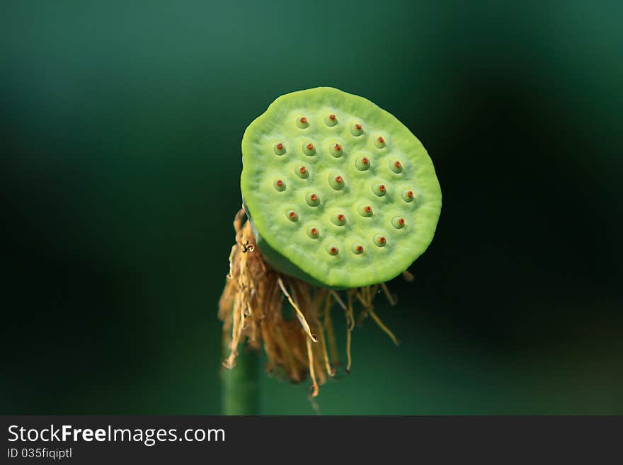 Lotus canopy