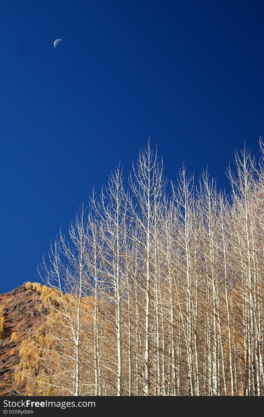 Moon And Bare Branches