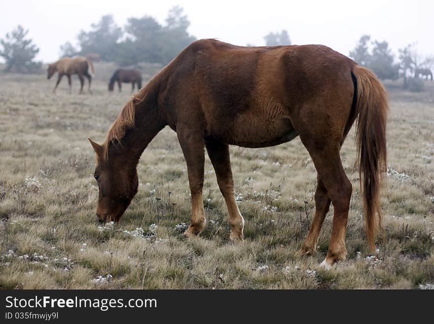 Horse at the valley on outumn