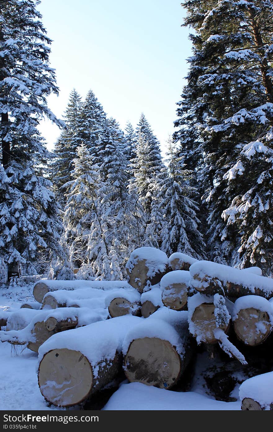 Snowy Forest