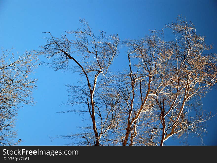 Branches swung with the wind. Branches swung with the wind.