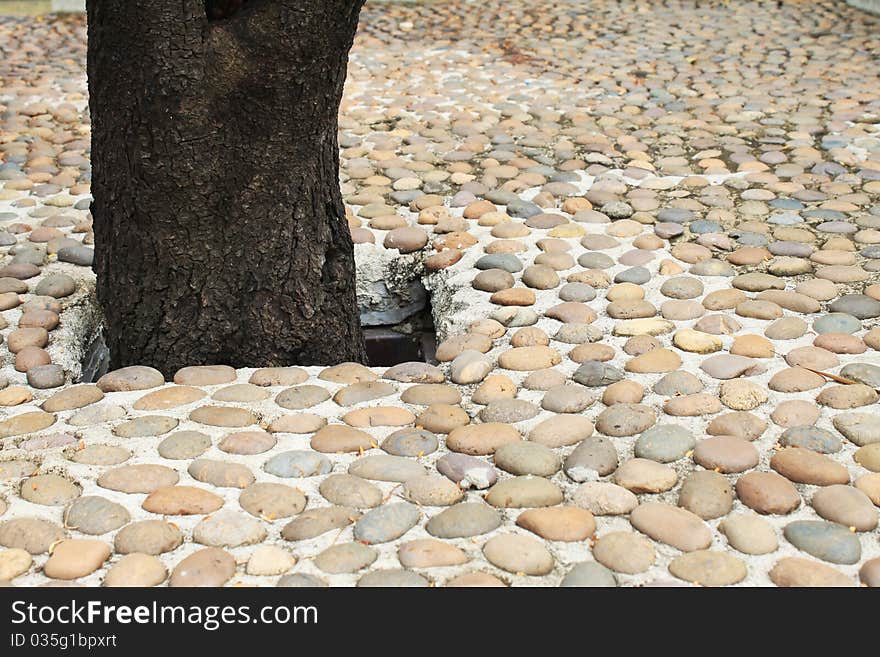 Trees in the middle of concrete. Trees in the middle of concrete.