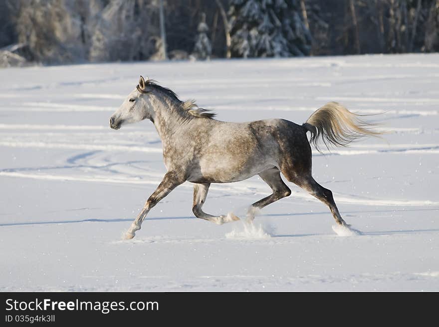 White horse portrait in winter. White horse portrait in winter