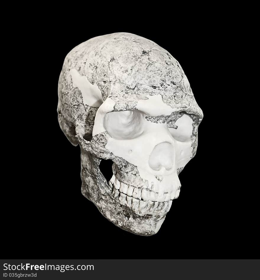 The photo shows a skull on a white background