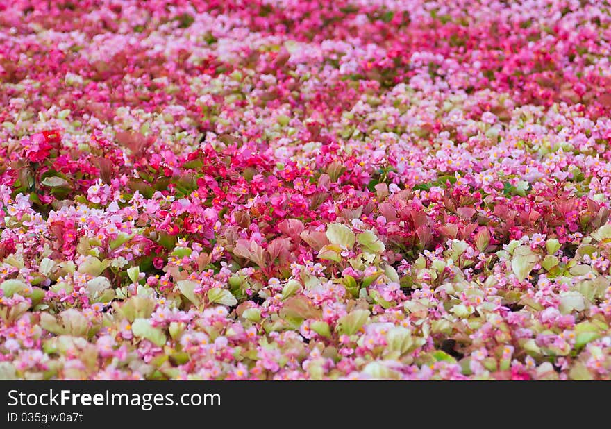 Flowerbed with colorful flowers on a sunny day