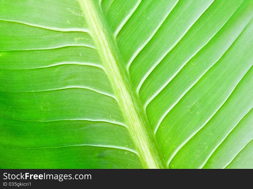 Green lefs of tropical flower