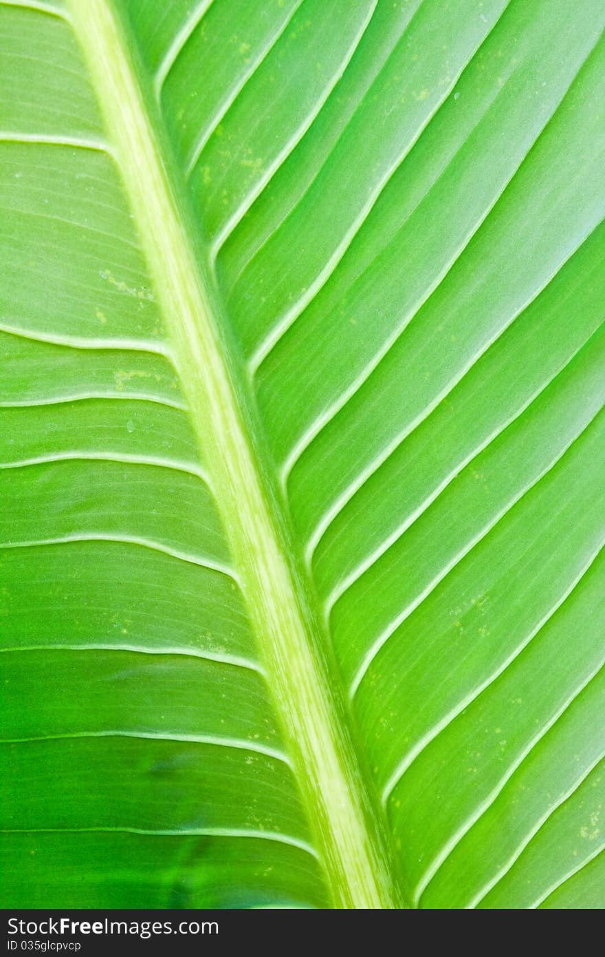 Green lefs of tropical flower