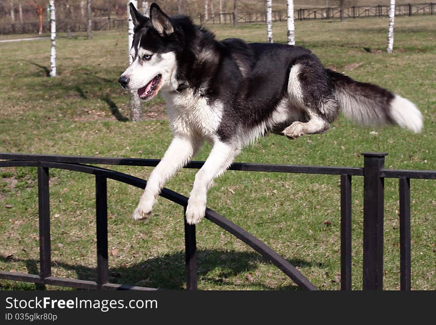 A jumping black and white husky in the park. A jumping black and white husky in the park