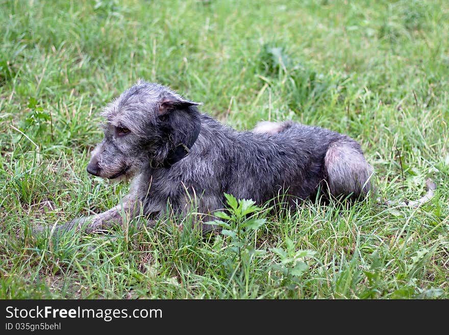 A lying irish wolfhound in a summer park