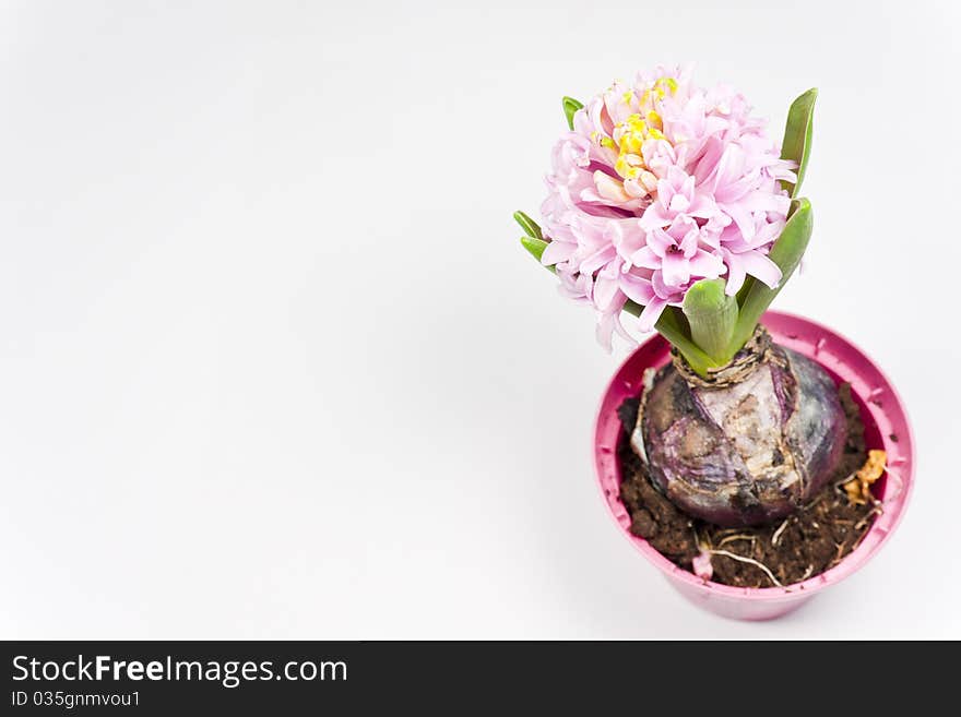 A close-up of hyacinth blossom