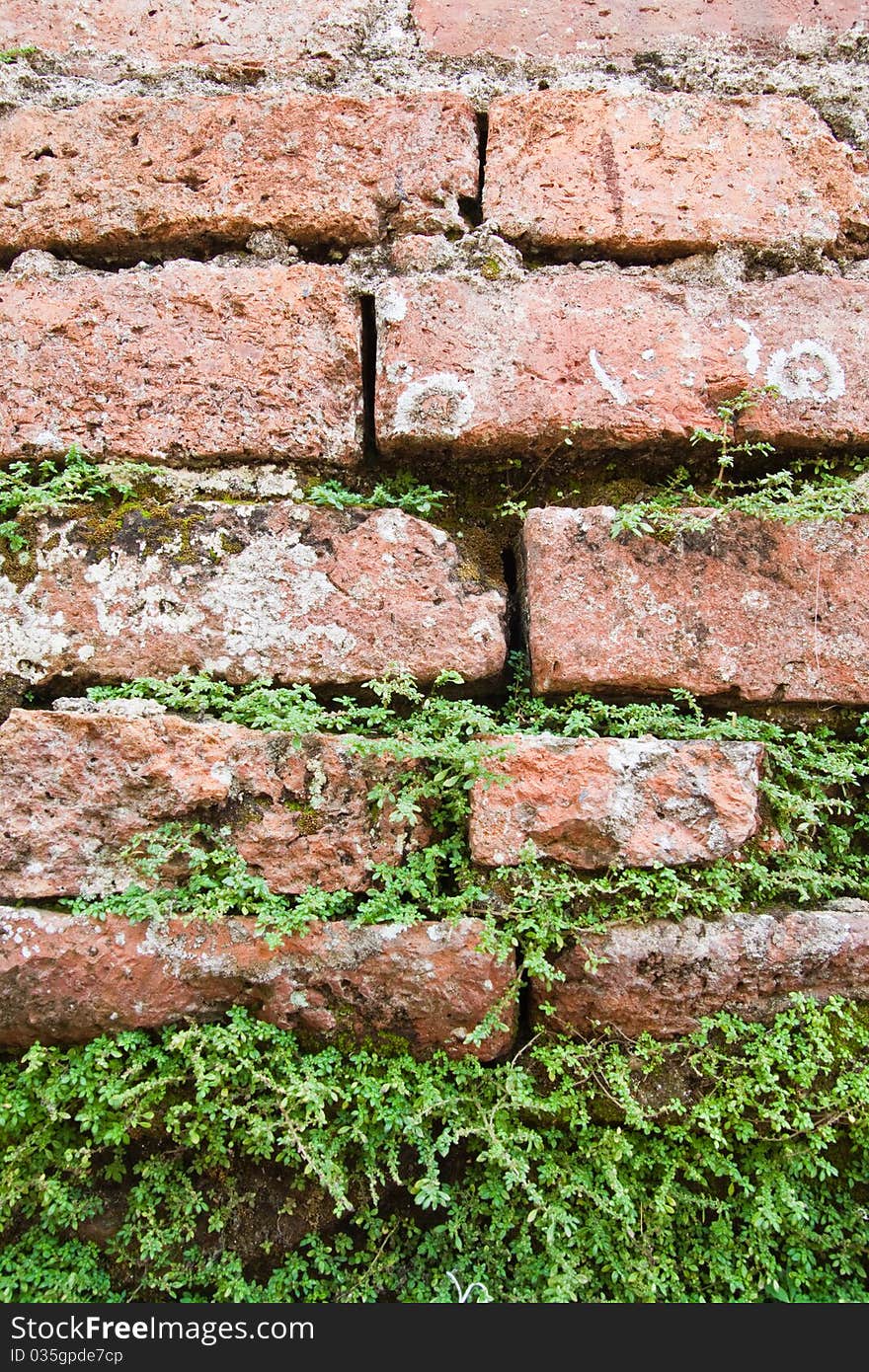 Old brick wall , parasite plant on brick wall