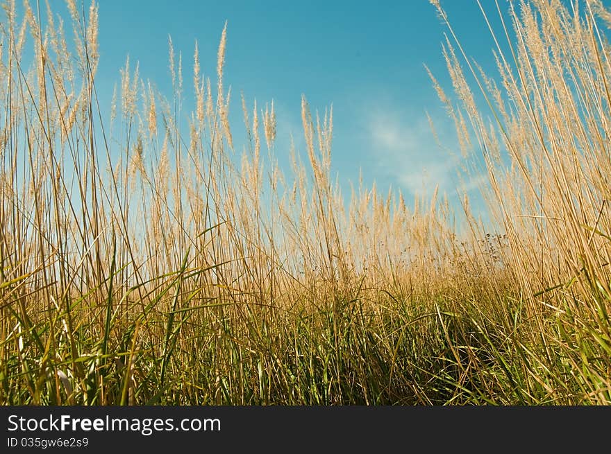 Beautiful succulent plants in a meadow in summer