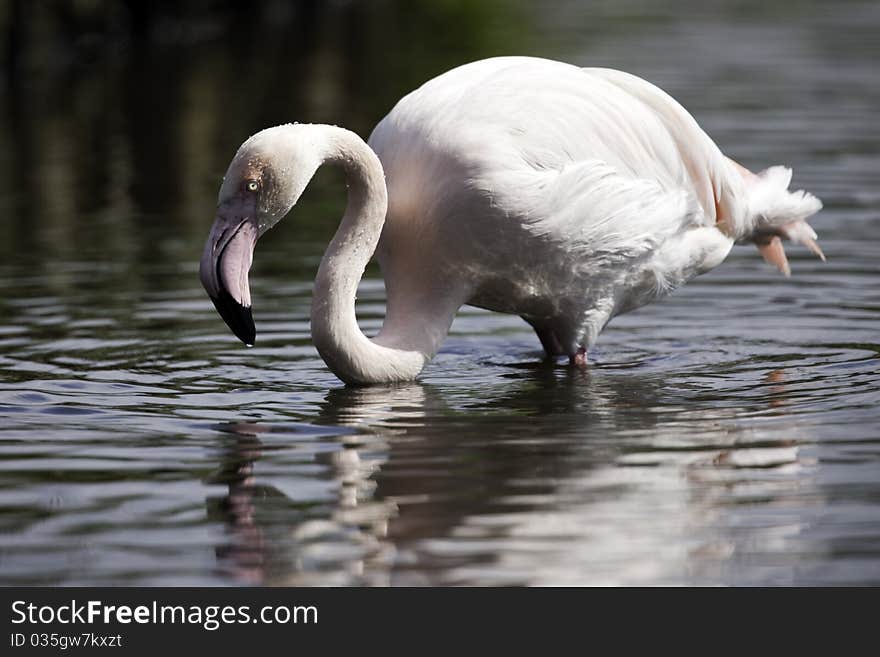 Pretty Flamingo