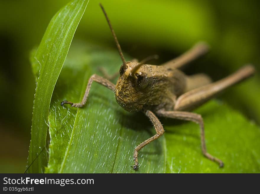 The grasshopper on green leaf in The forest of Thailand.