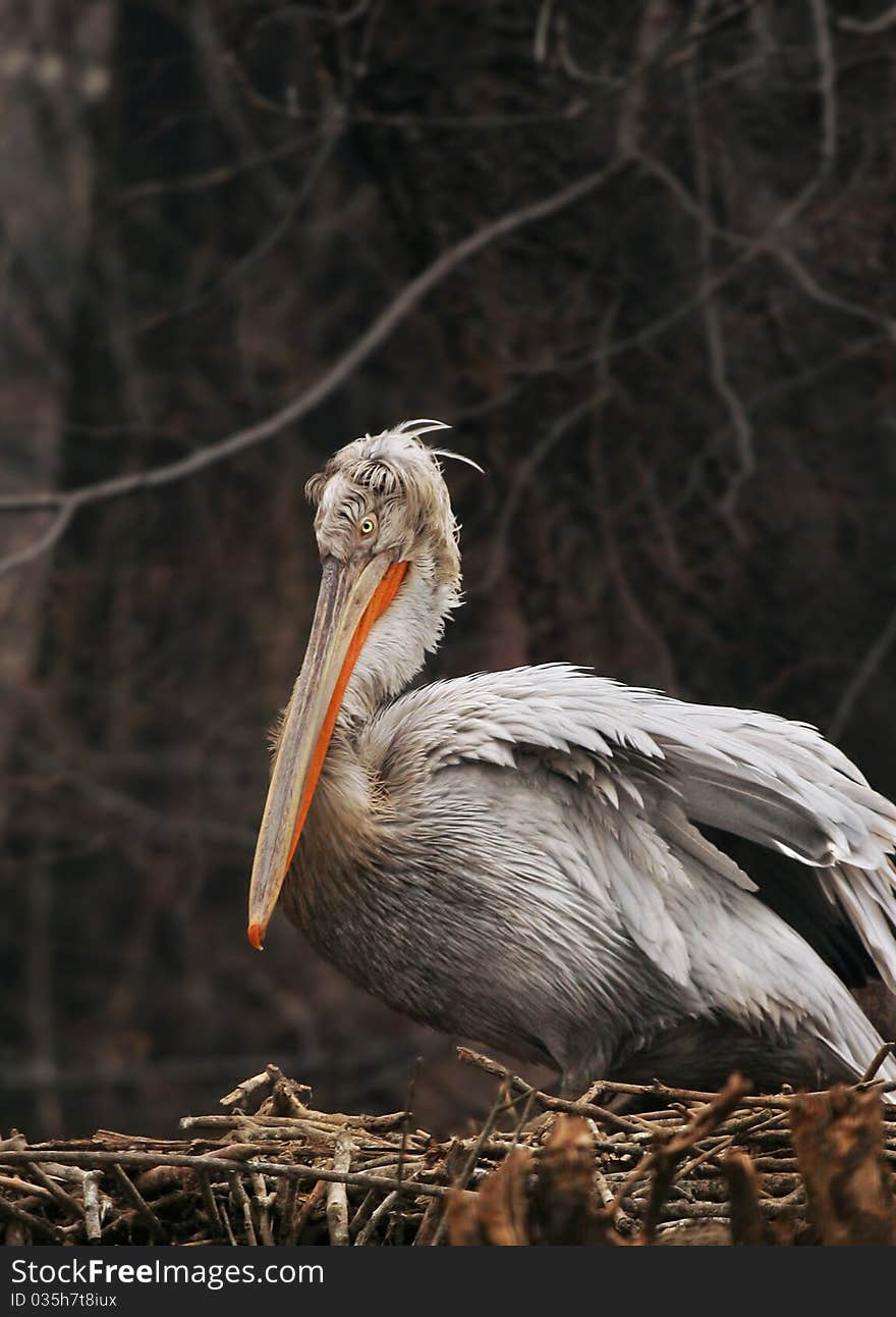 An angry looking Pelican sitting on a nest. An angry looking Pelican sitting on a nest.