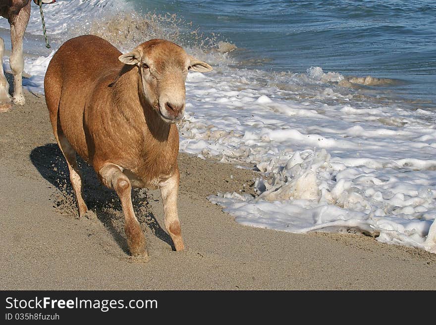 Beige Sheep running on the beach next to the ocean water. Beige Sheep running on the beach next to the ocean water