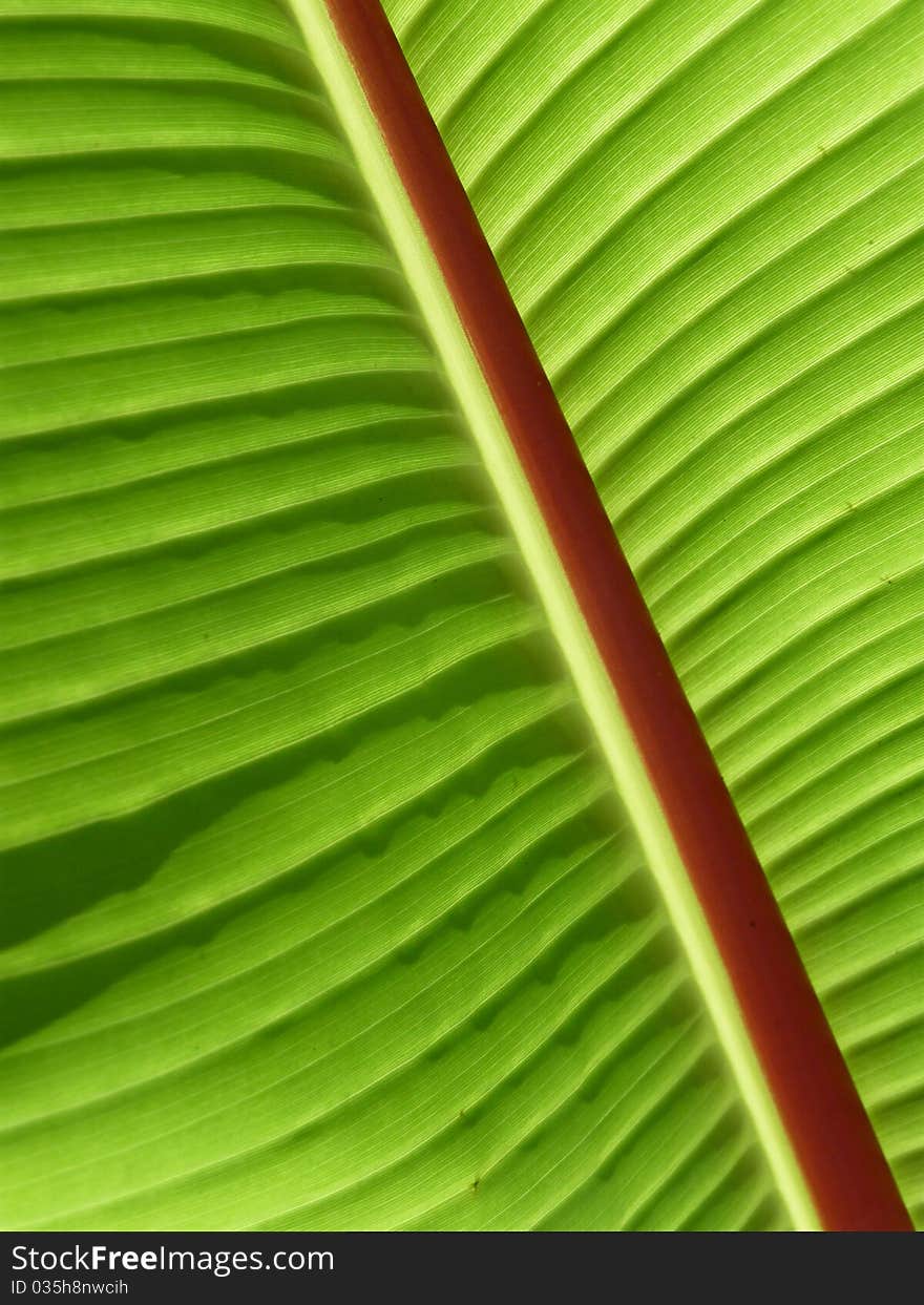 A palm frond, photographed diagonally. A palm frond, photographed diagonally.