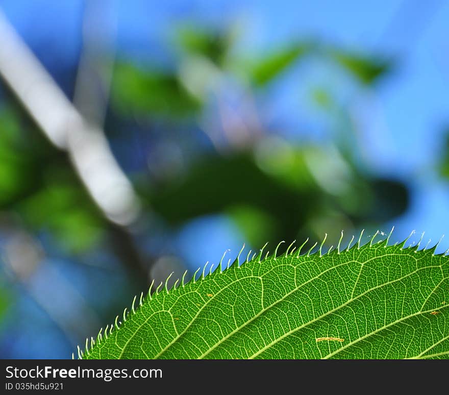 High res image of a green leaf. High res image of a green leaf.