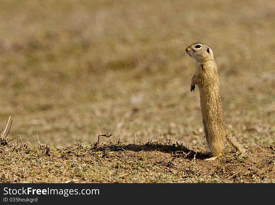 European Ground Squirrel