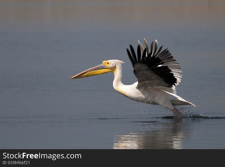 White Pelican Taking Off